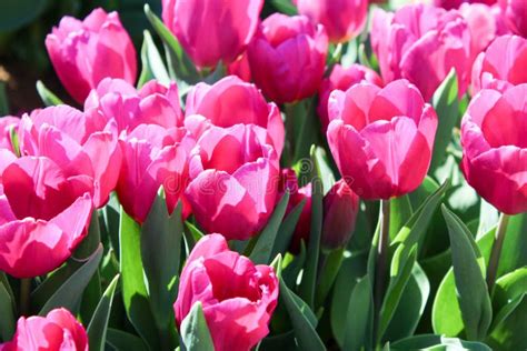Dark Pink Tulips Stock Image Image Of Sunshine Dark 67761481