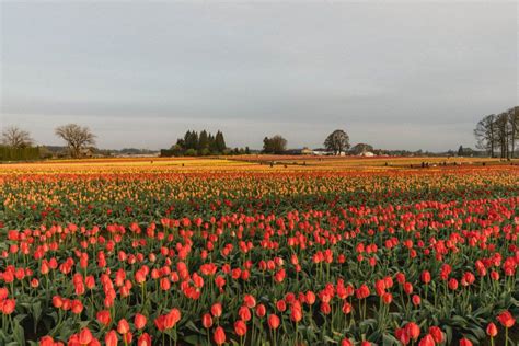 We did not find results for: A Portland, Oregon Day Trip to Wooden Shoe Tulip Festival ...