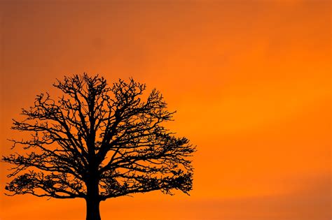 Sunset Sunrise Tree Free Photo On Pixabay Pixabay