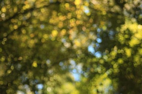 Woodland Wander | Blur background photography, Background ... See more ideas about blur image background, dslr background images, photo background natural background for photoshop with bokeh effects.