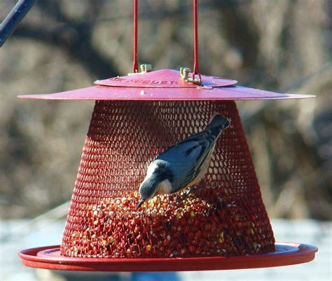 With a tall heavy grade steel pole the bear can't bend the pole or reach the feeders. Bird Feeders To Make: Pole Mounted