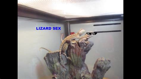 Lizard Sex Youtube
