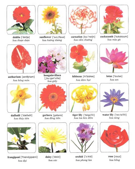Learning Vocabulary With Pictures Flowers 1