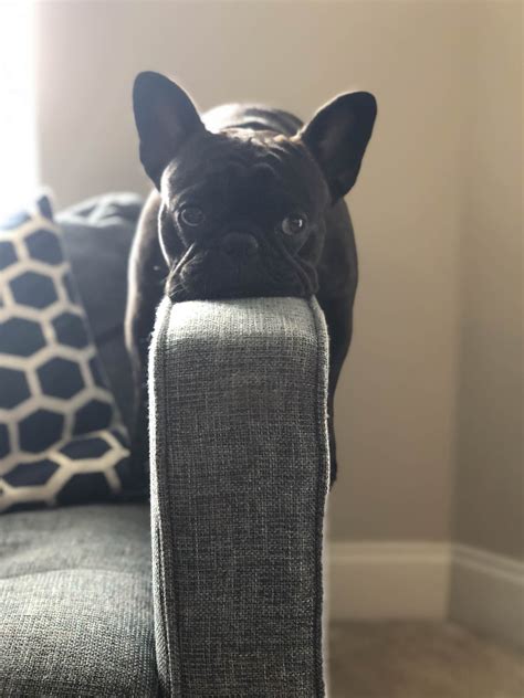 480 x 768 jpeg 52. Stunning hand crafted french bulldog accessories and ...