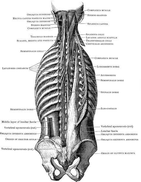 Deep Back Muscles Clipart Etc