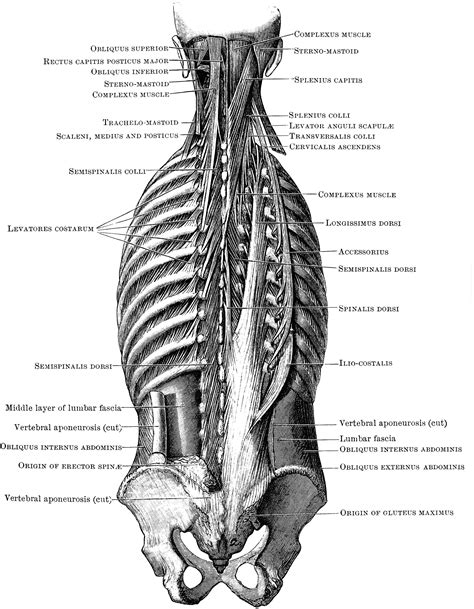 Muscles of the back can be divided into superficial, intermediate, and deep group.since the all the back muscles originate in embryo (fetus) form by locations other than the back. Deep Back Muscles | ClipArt ETC