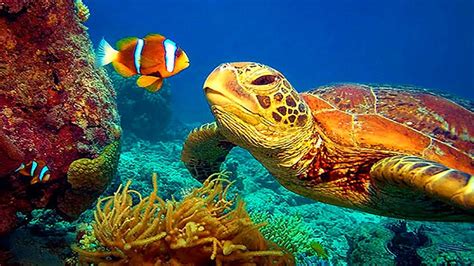Stunning 4k Underwater Footage Colorful Sea Life Video Download