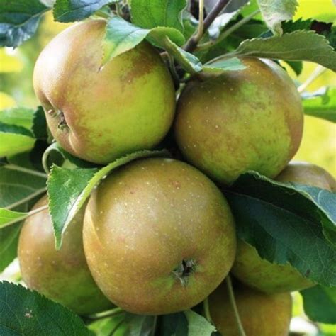 Apple Egremont Russet Pb12 Greenleaf Nurseries