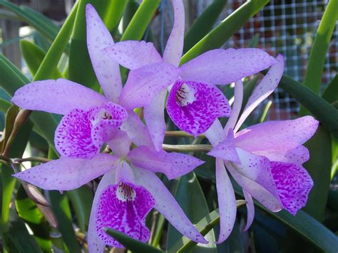 Flowers and things rio rancho. BC Rio's Era (With images) | Planting flowers, Plants, Garden