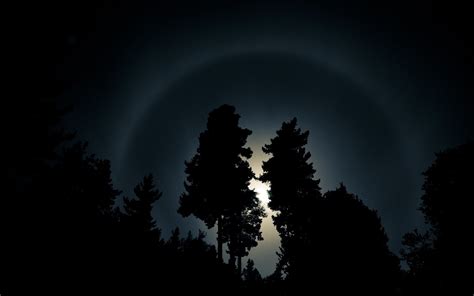Moonlight Forest Wallpapers 4k Hd Moonlight Forest Backgrounds On