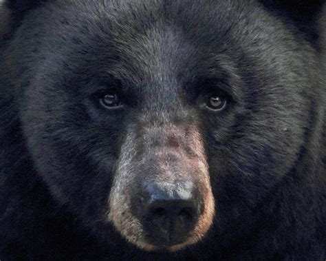 black bear wild black bear close up yellowstone np this … flickr