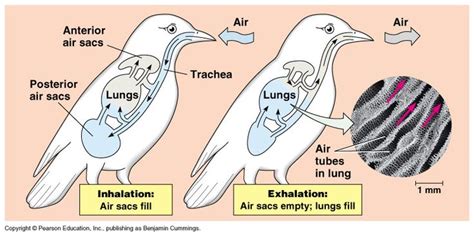 Avian Breathing System