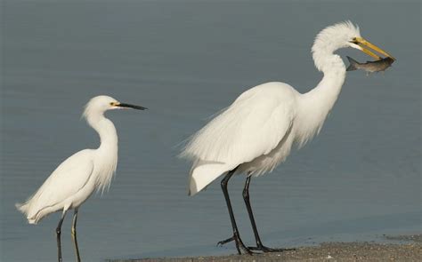 The Wading Birds Of Celebration Egrets Celebration Florida