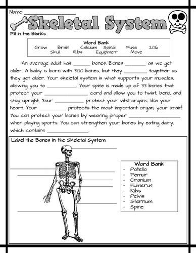 Skeletal System Worksheets Teaching Resources