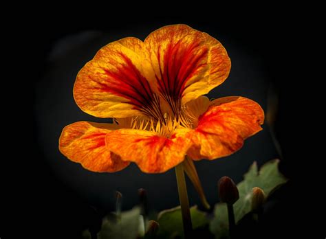 Vibrant Bloom! | Amazing nature, Bloom, Vibrant
