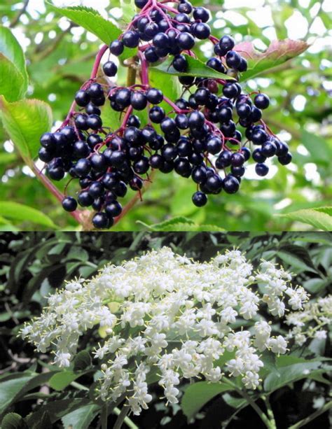 Sambucus Canadensis 50 Seeds American Elderberry Shrub Cold Hardy Med