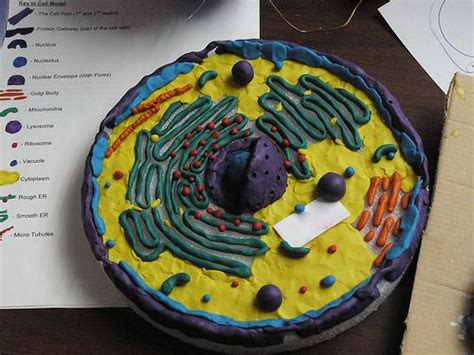 Animal cells are the types of cells that make up most of the tissue cells in animals. Pin by Katelyn Couch on Fun for the kids | Cells project ...