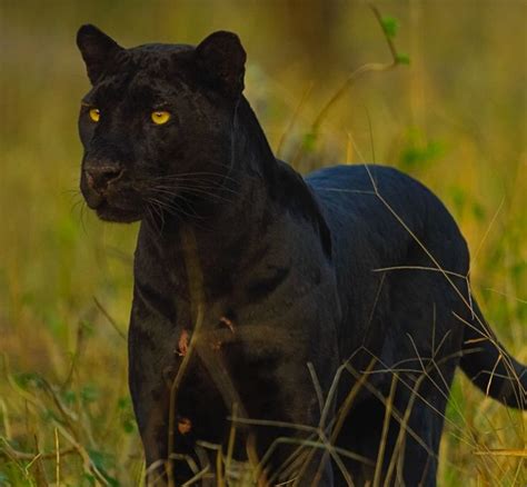 Black Panther Black Panther Cat Black Jaguar Animal Black Cat