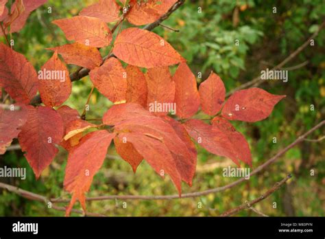 Some Red Fall Leaves On A Tree Branch Stock Photo Alamy