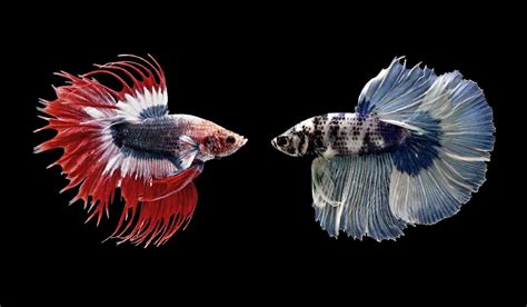 Betta Fish Changing Color Care Tips And Possible Causes