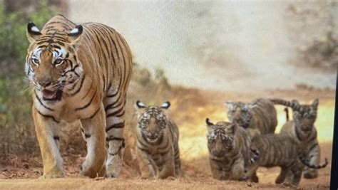 Agency News Tigress Named T Gives Birth To Five Cubs In Kanha