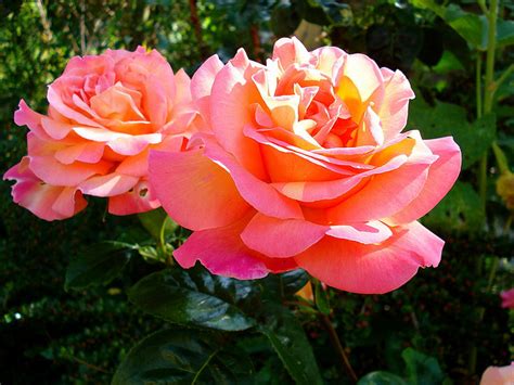 Salmon Colored Roses Green Living Ideas