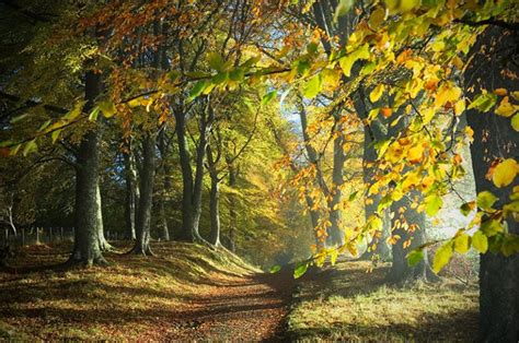 The 10 Best Tips For Woodland Landscapes Photography