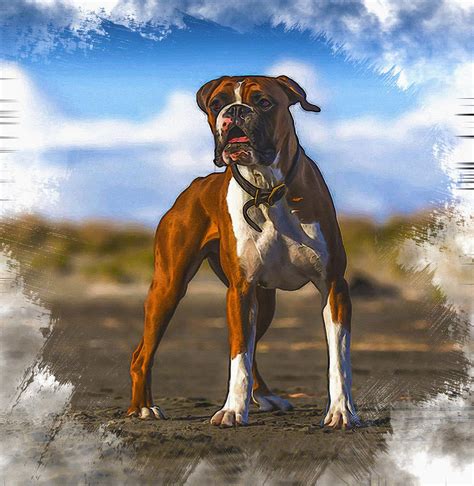 Charlie The Boxer Dog Digital Art By Don Kuing