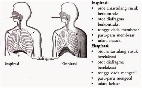 Mekanisme Pernapasan Dada Dan Perut