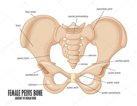 Anatomía ósea de la pelvis femenina 2022