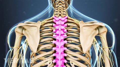 Spine Model Chiropractic Anatomy Model Human Anatomy
