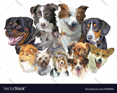 Different Dog Breeds Royalty Free Vector Image