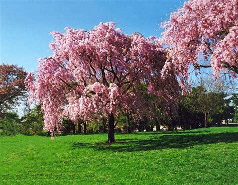 Pink Weeping Cherry For Sale Online The Tree Center