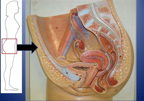 The uterus or womb accommodates the embryo which develops into the foetus. Bio 20 Lab: August 2010