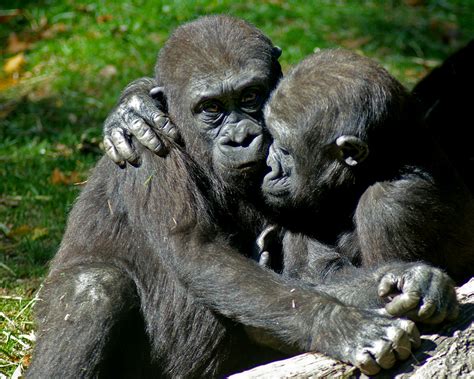 Gorilla Hug Steve Mackessy Flickr