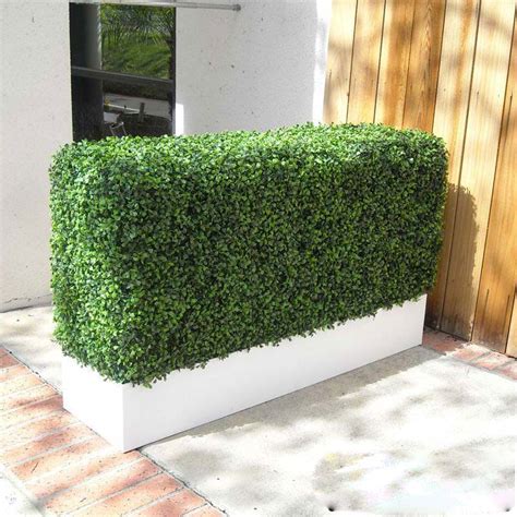 Water needs vary among varieties, but many take only moderate water once established. Boxwood Hedge Privacy Screen in Modern Fiberglass Planter ...