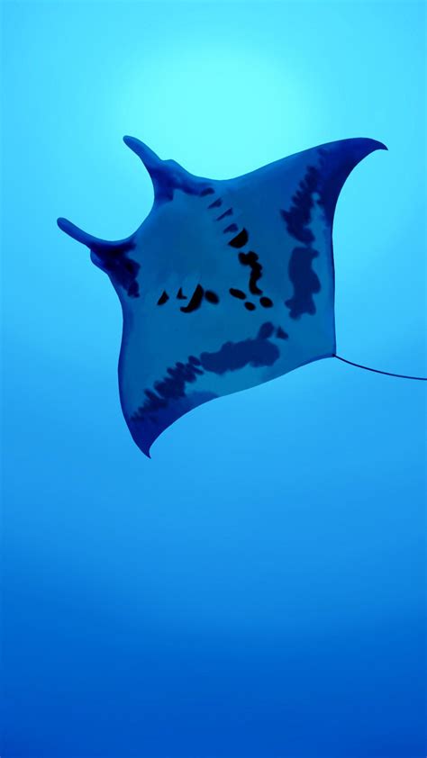 1080x1920 1080x1920 Manta Ray Sea Creature For Iphone 6 7 8
