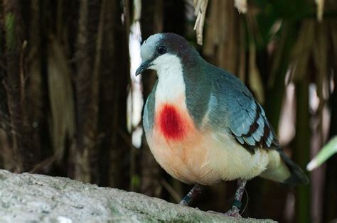 Luzon Bleeding Heart Is A Species Of Ground Dove Native To The Islands
