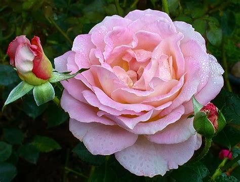 Elle Rose C95 10 04 1110439 Hybrid Tea Roses Elle Rose Beautiful