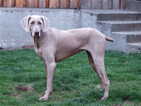 Weimaraner Dog Breed Information Puppies And Pictures