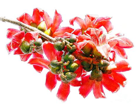 Bombax Tree Flowers Digital Art By Mariarosa Rockefeller Fine Art America