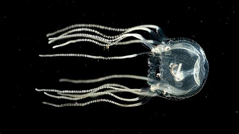 How To Train Your Jellyfish Brainless Box Jellies Learn From Experience