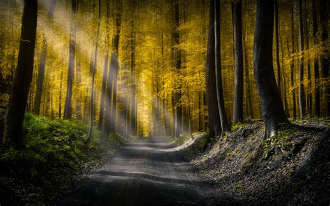 3840x2400 Forests Roads Rays Of Light UHD 4K 3840x2400 Resolution ...