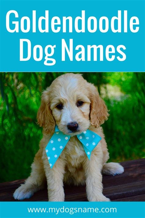 150 Perfect Goldendoodle Names My Dogs Name Goldendoodle Names