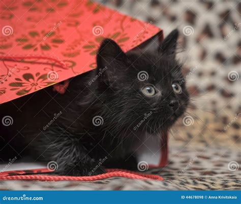 Black Kitten In A Red Bag Stock Photo Image Of Healthy 44678098