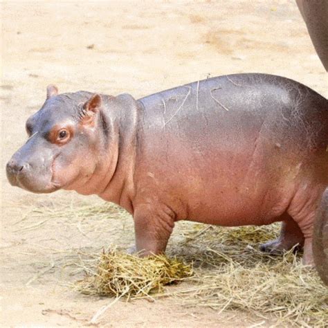 Bebé Hipopótamo Es El Nuevo Integrante Del Parque Zoológico La Aurora