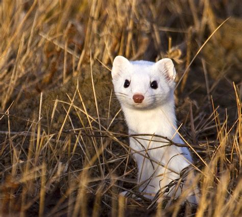 Download North America's Smallest Carnivore Gets a New Coat for Winter - National Geographic Society Newsroom