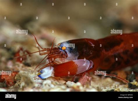 Modest Snapping Shrimp Synalpheus Modestus Picture Was Taken In