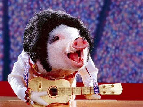 Cute Funny Animalz Funny Animals Playing Guitar New Nice Images 2013