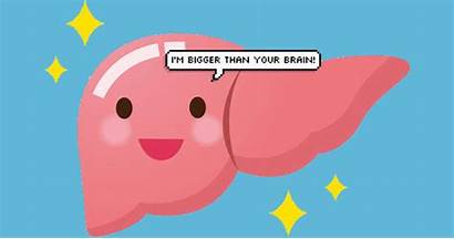 Liver Bigger Brain Than Cool Didn Know